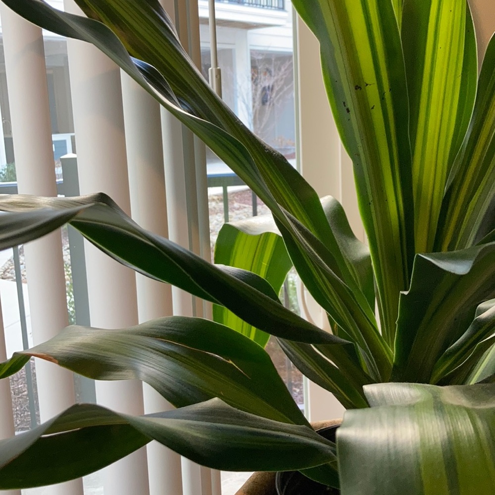 Meet your Posher, Mallory